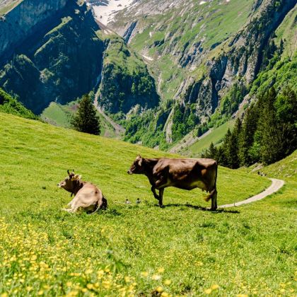 瑞士10日7晚拼小团 瑞士10日7晚拼小团