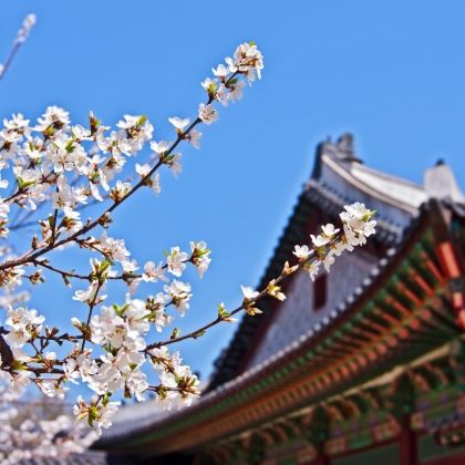 日本10日9晚私家团 日本10日9晚私家团