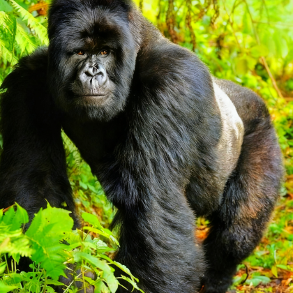 乌干达+卢旺达+埃塞俄比亚15日9晚跟团游 乌干达+卢旺达+埃塞俄比亚15日9晚跟团游