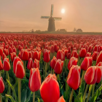 荷兰10日8晚拼小团 荷兰10日8晚拼小团