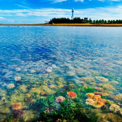 湛江+徐闻+菠萝的海+中国大陆南极村3日2晚私家团 湛江+徐闻+菠萝的海+中国大陆南极村3日2晚私家团