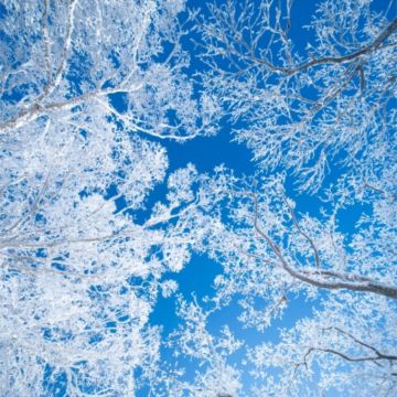 沈阳故宫+长白山+延吉6日5晚跟团游 沈阳故宫+长白山+延吉6日5晚跟团游