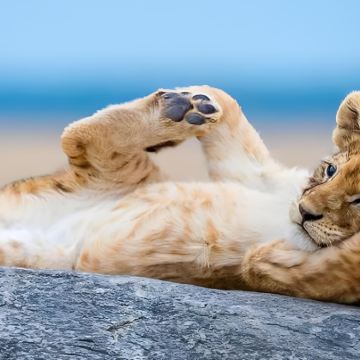 坦桑尼亚13日11晚拼小团 坦桑尼亚13日11晚拼小团