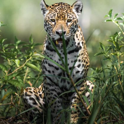 巴西马托格罗索州波科内Pantanal8日7晚私家团 巴西马托格罗索州波科内Pantanal8日7晚私家团