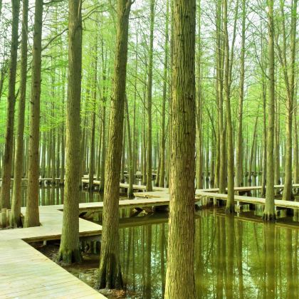 泰州李中水上森林公园+千垛景区+沙沟古镇景区2日1晚私家团 泰州李中水上森林公园+千垛景区+沙沟古镇景区2日1晚私家团