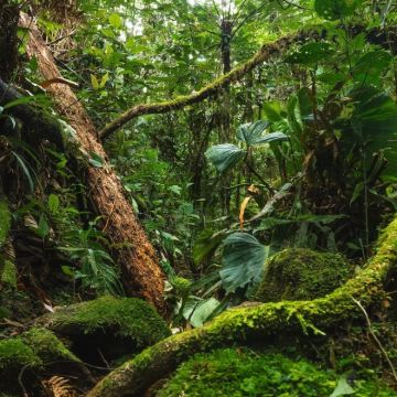 秘鲁利马+库斯科+伊基托斯12日10晚跟团游 秘鲁利马+库斯科+伊基托斯12日10晚跟团游