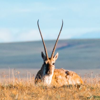 青海西宁+嘉峪关+青海湖景区+格尔木+茶卡盐湖10日9晚私家团 青海西宁+嘉峪关+青海湖景区+格尔木+茶卡盐湖10日9晚私家团