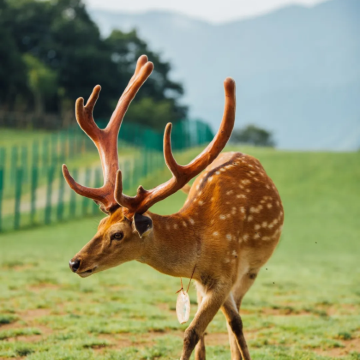 宜昌+神农架+长江三峡+三峡大坝5日4晚跟团游 宜昌+神农架+长江三峡+三峡大坝5日4晚跟团游