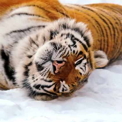 哈尔滨+漠河北极村6日5晚自由行 哈尔滨+漠河北极村6日5晚自由行