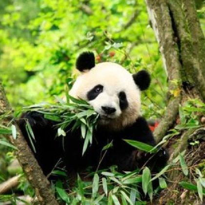 成都+三星堆博物馆+熊猫谷+都江堰景区6日5晚拼小团 成都+三星堆博物馆+熊猫谷+都江堰景区6日5晚拼小团