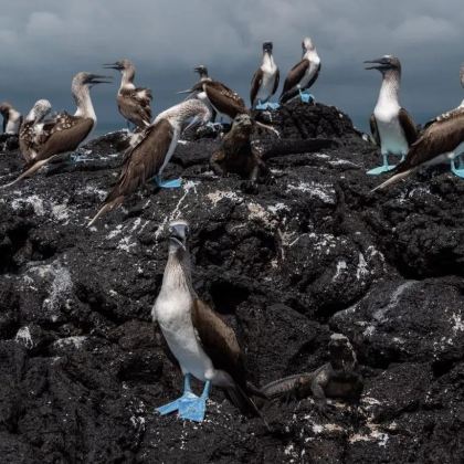 厄瓜多尔基多+加拉帕戈斯省海龟湾海滩+奥塔瓦洛+科托帕希国家公园9日8晚私家团 厄瓜多尔基多+加拉帕戈斯省海龟湾海滩+奥塔瓦洛+科托帕希国家公园9日8晚私家团