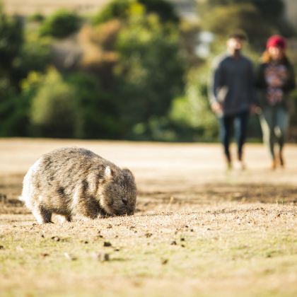 塔斯马尼亚3日2晚跟团游 塔斯马尼亚3日2晚跟团游