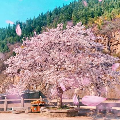 日本福冈+熊本+别府+阿苏市5日4晚私家团 日本福冈+熊本+别府+阿苏市5日4晚私家团