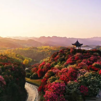 贵州贵阳+百里杜鹃风景区+织金洞+万峰林景区+马岭河峡谷景区5日4晚跟团游 贵州贵阳+百里杜鹃风景区+织金洞+万峰林景区+马岭河峡谷景区5日4晚跟团游