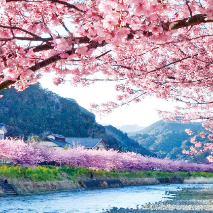 日本东京+富士山+箱根+镰仓市8日7晚私家团 日本东京+富士山+箱根+镰仓市8日7晚私家团