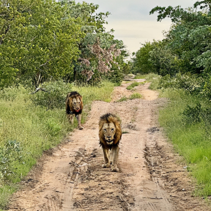 南非约翰内斯堡+花园大道+开普敦10日7晚跟团游 南非约翰内斯堡+花园大道+开普敦10日7晚跟团游
