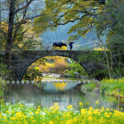 黄山+黄山风景区+婺源+九华山6日5晚跟团游 黄山+黄山风景区+婺源+九华山6日5晚跟团游