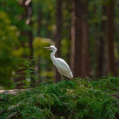 泰州+扬州5日4晚私家团 泰州+扬州5日4晚私家团