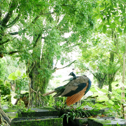 芒市+瑞丽+腾冲6日5晚跟团游 芒市+瑞丽+腾冲6日5晚跟团游