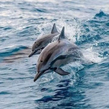 日本九州+福冈+熊本+大分6日5晚私家团 日本九州+福冈+熊本+大分6日5晚私家团