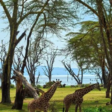 坦桑尼亚9日8晚私家团 坦桑尼亚9日8晚私家团