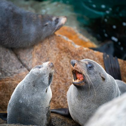 澳大利亚墨尔本+悉尼+Raymond Island+伊登+Seal Rocks+巴特曼斯湾+蓝色海洋路+悉尼观鲸游船+卧龙岗市4日3晚私家团 澳大利亚墨尔本+悉尼+Raymond Island+伊登+Seal Rocks+巴特曼斯湾+蓝色海洋路+悉尼观鲸游船+卧龙岗市4日3晚私家团