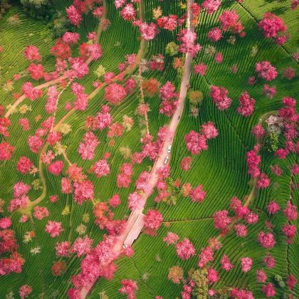 云南昆明+芒市+瑞丽+腾冲+大理市+无量山8日7晚拼小团 云南昆明+芒市+瑞丽+腾冲+大理市+无量山8日7晚拼小团