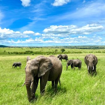 坦桑尼亚+塞伦盖蒂国家公园+恩戈罗恩戈罗火山口+桑给巴尔岛12日10晚私家团 坦桑尼亚+塞伦盖蒂国家公园+恩戈罗恩戈罗火山口+桑给巴尔岛12日10晚私家团