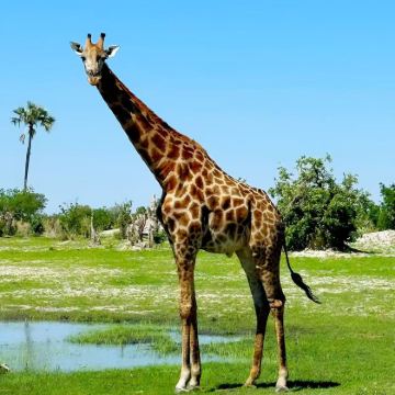 博茨瓦纳+赞比亚10日9晚私家团 博茨瓦纳+赞比亚10日9晚私家团