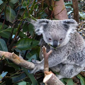 澳大利亚8日7晚拼小团 澳大利亚8日7晚拼小团