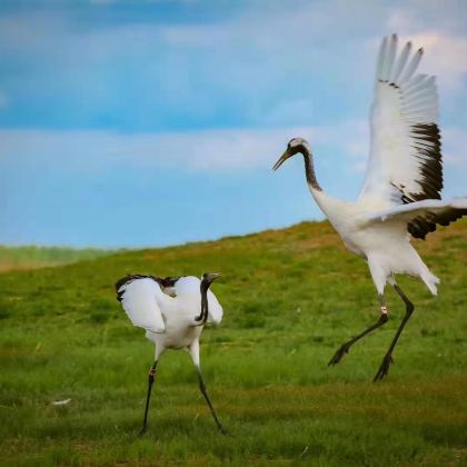 呼伦贝尔+额尔古纳+满洲里5日4晚跟团游 呼伦贝尔+额尔古纳+满洲里5日4晚跟团游