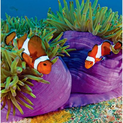 马来西亚热浪岛+吉隆坡7日6晚私家团 马来西亚热浪岛+吉隆坡7日6晚私家团