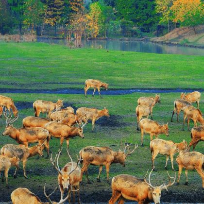 苏州+泰州5日4晚私家团 苏州+泰州5日4晚私家团