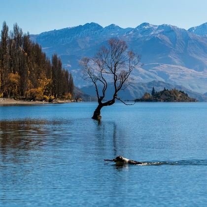 新西兰奥克兰大区+罗托鲁瓦+基督城+特卡波+瓦纳卡+皇后镇10日9晚私家团 新西兰奥克兰大区+罗托鲁瓦+基督城+特卡波+瓦纳卡+皇后镇10日9晚私家团