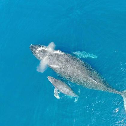 日本冲绳县+冲绳美丽海水族馆+古宇利岛+八重岳樱之森公园+万座毛5日4晚私家团 日本冲绳县+冲绳美丽海水族馆+古宇利岛+八重岳樱之森公园+万座毛5日4晚私家团