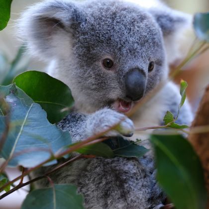 悉尼+黄金海岸+墨尔本11日9晚私家团 悉尼+黄金海岸+墨尔本11日9晚私家团