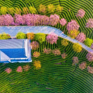 龙岩+福建土楼永定景区+永福台品樱花茶园2日1晚私家团 龙岩+福建土楼永定景区+永福台品樱花茶园2日1晚私家团