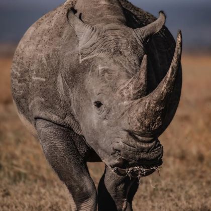 肯尼亚马赛马拉国家公园+肯尼亚山+奈瓦沙+纳库鲁10日8晚私家团 肯尼亚马赛马拉国家公园+肯尼亚山+奈瓦沙+纳库鲁10日8晚私家团
