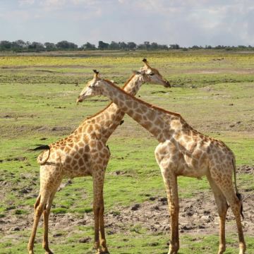 肯尼亚+马赛马拉国家保护区+马拉河+长颈鹿中心6日4晚私家团 肯尼亚+马赛马拉国家保护区+马拉河+长颈鹿中心6日4晚私家团