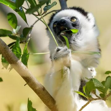 马达加斯加+留尼汪(法属)+毛里求斯+塞舌尔16日14晚私家团 马达加斯加+留尼汪(法属)+毛里求斯+塞舌尔16日14晚私家团