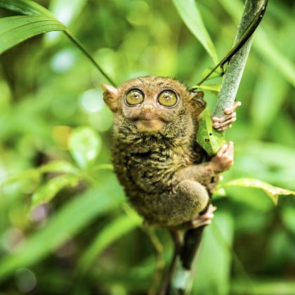 菲律宾薄荷岛7日5晚跟团游 菲律宾薄荷岛7日5晚跟团游