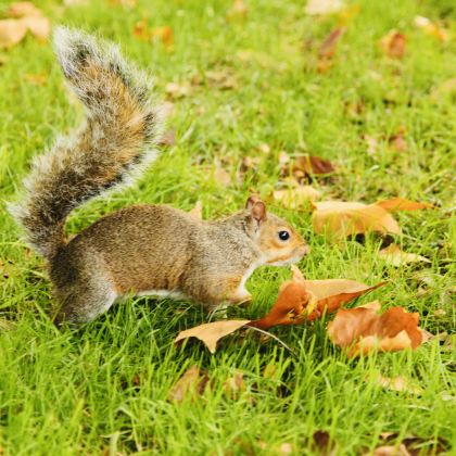 英国伦敦+牛津+剑桥+温莎+约克+科茨沃尔德+纽卡斯尔+温德米尔+利物浦13日12晚拼小团 英国伦敦+牛津+剑桥+温莎+约克+科茨沃尔德+纽卡斯尔+温德米尔+利物浦13日12晚拼小团