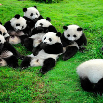 中国四川成都成都大熊猫繁育研究基地5日4晚跟团游
