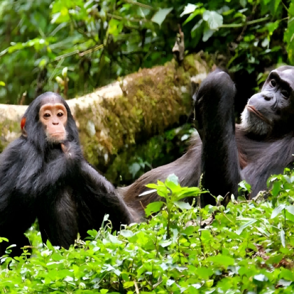 卢旺达8日7晚私家团 卢旺达8日7晚私家团