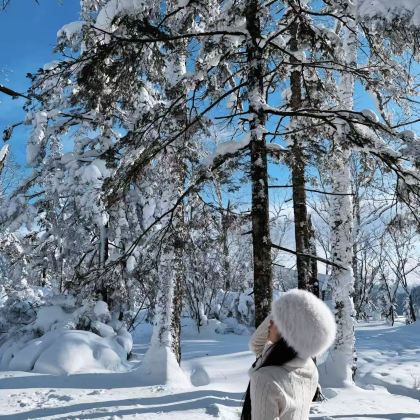 哈尔滨+亚布力滑雪旅游度假区+雪乡+长白山+长春6日5晚跟团游 哈尔滨+亚布力滑雪旅游度假区+雪乡+长白山+长春6日5晚跟团游