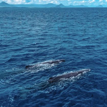 毛里求斯6日5晚私家团 毛里求斯6日5晚私家团