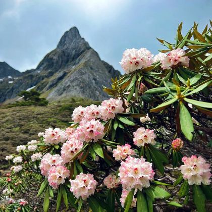 香格里拉+南极洛+梅里雪山+稻城亚丁6日5晚私家团