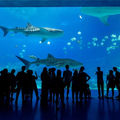 广州长隆+珠海长隆6日5晚跟团游 广州长隆+珠海长隆6日5晚跟团游