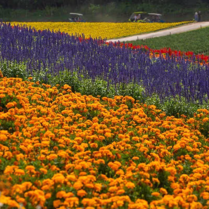 日本北海道+钏路+网走+知床半岛+富良野+小樽10日9晚私家团 日本北海道+钏路+网走+知床半岛+富良野+小樽10日9晚私家团