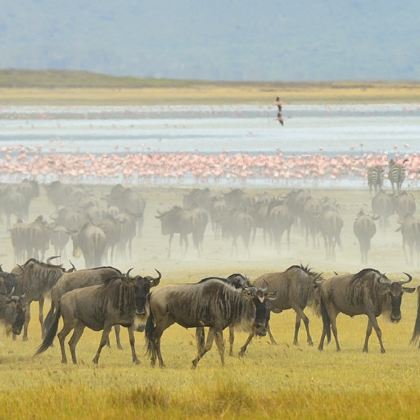 坦桑尼亚10日7晚跟团游 坦桑尼亚10日7晚跟团游